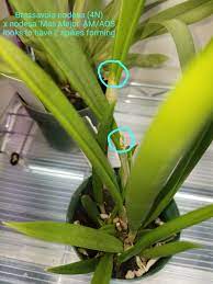 Looks Like My Brassavola Nodosa X Nodosa Mas Major Am Aos I Bought Last Month Has 2 Spikes Forming In It Types Of Orchids Garden Projects Orchids