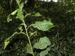 Image result for Petiveria alliacea