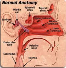How The Tube Connects From Your Middle Ear To Your Nose And