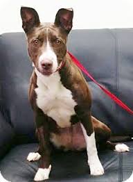 Oreo neutered male australian cattle dog mix birthdate: Snohomish Wa American Staffordshire Terrier Australian Cattle Dog Mix Meet Daisy Darl American Staffordshire Terrier Australian Cattle Dog Mix Pet Adoption