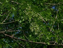 Image result for Dalbergia melanoxylon