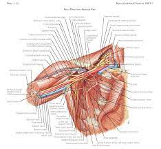 Neurovascular Relationships Brachial Plexus Anatomy And Its Relationship To The Surrounding Bone And Muscle Muscle Structure Bones And Muscles Muscle Anatomy