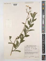 Image result for Nidorella auriculata