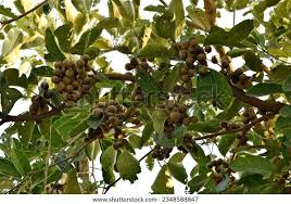 Image result for Terminalia bellirica