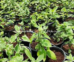 Image result for Asystasia sp. (Biegel 5184)