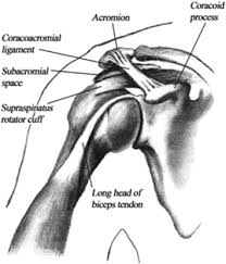 Classe bigliani (it) guardacoste classe bigliani, classe bigliani (guardacoste) (it). An Evidence Based Review Of Current Perceptions With Regard To The Subacromial Space In Shoulder Impingement Syndromes Is It Important And What Influences It Clinical Biomechanics
