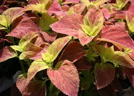 Image result for Coleus zombensis