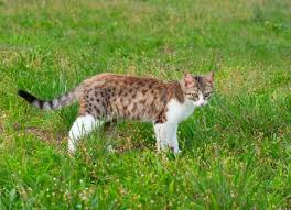 Cat Diarrhea 5 Treatment Options You Should Try