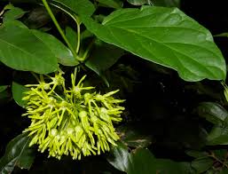 Image result for Telosma