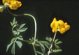 Image result for Lotus corniculatus