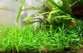 The addition of some co 2 can improve growth rates. 15 Attracting Cryptocoryne Species With Images For Planted Aquariums