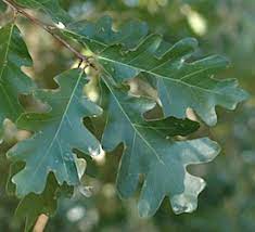Some have serrated leaves or white oaks are unable to discriminate against pollination by other species in the same section. Oaks