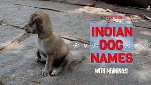 If your dog looks like she has a unibrow, frida (khalo) would be a funny dog name. 340 Best Indian Dog Names Punjabi Sanskrit Hindi Names