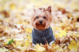 Image result for white yorkshire terrier