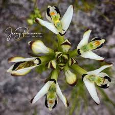 Image result for Disa aconitoides