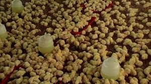Sy mencari pemborong anak ayam daging sekitar kawasan perak dan kedah kalau ada pembekal tlg hubungi sy ditalian 0134724719 urgent. Pembekal Anak Ayam Terbaik Dari Ladang Posts Facebook