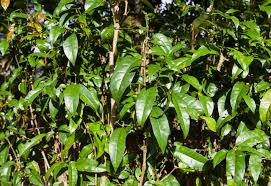 Image result for Gnetum africanum