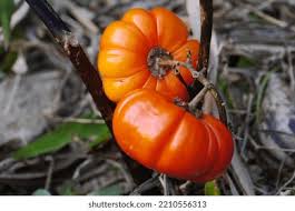 Image result for Solanum aethiopicum