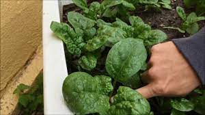 When to pick spinach from your garden. Harvesting Spinach Youtube