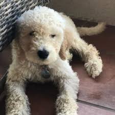 Browse goldendoodle puppies for sale from 5 star breeders with uptown puppies. Standard Goldendoodle Puppies For Sale Top 7 Breeders 2021 We Love Doodles