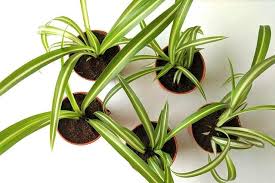Mar 15, 2021 · to summarise the above, this is typically how often you need to water your spider plant: Everything About Repotting A Spider Plant Plant Care For Beginners