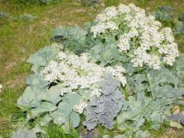 Image result for Crambe