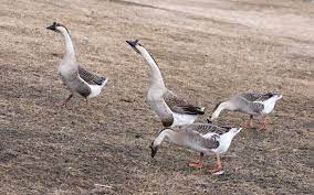 We did not find results for: Raising Geese On Your Homestead A Primer Hello Homestead