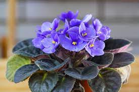 While they're not quite as simple to care for as the easiest flowering houseplants, they're possible to care for and propagate once you've got the right conditions. How To Care For Your African Violet Hgtv