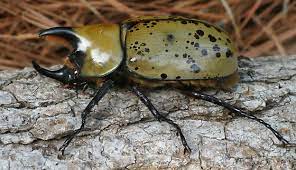 Check spelling or type a new query. Eastern Hercules Beetle Dynastes Tityus Bugguide Net