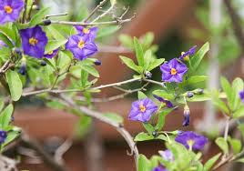 Check spelling or type a new query. Blue Potato Bush Steemit