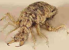 Sounds Dangerous 10 Insects With Scary Names Webecoist Weird Insects Insects Scary Bugs
