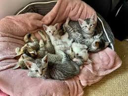 The is of medium size and body conformation with a substantial weight for its size. Cats And Kittens For Sale In Lincoln Pets4homes