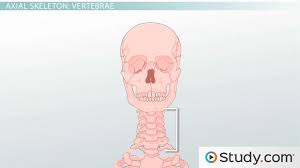 Bones have many shapes and sizes and are important to add structure to the body and protection to the vital structures. Axial Skeleton Functions And Anatomy Video Lesson Transcript Study Com