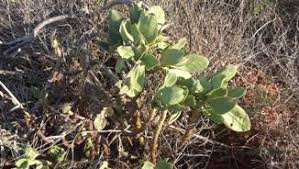 Image result for Indigastrum costatum