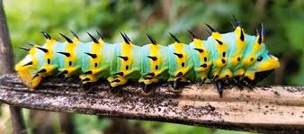 Image result for Lannea antiscorbutica