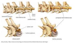 Image result for vyhřezlá ploténka