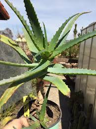 You can check that by looking at the rootball from the bottom remove your cactus from the pot (will discuss how to do it in a second) and remove any old soil from the roots. Aloe Arborescens Torch Aloe 4 Years Old 20 Tall 1pup Etsy Arborescens Plants Succulents