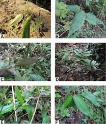 Image result for Olyra latifolia