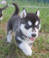 Find a husky puppies on gumtree, the #1 site for dogs & puppies for sale classifieds ads in the uk. Siberian Husky Puppies For Sale Denver Co Husky Puppy Husky Puppies For Sale Pomsky Puppies