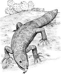 Happy printable dragon coloring pages 84 6094. Alpha Male Komodo Dragon Coloring Pages Download Print Online Coloring Pages For Free Color Nimbus