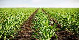 Nuova rete di Informazione sulla sostenibilità delle aziende agricole: La Commissione europea adotta regolamenti per il futuro del settore**