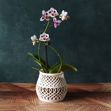 Hanging orchid pots with holes. Ornate Bellied Orchid Pot Print A Pot Shop Orchid Pots