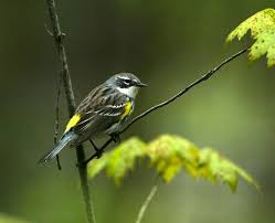 Backyard Birds Of Southern Illinois Yellow Rumped Warbler Backyard Birds Bird Watchers Bird