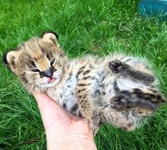 This is a dream come true for us. I Can Has Cheezburger Serval Funny Animals Online Cheezburger