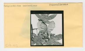 Image result for Triplochiton zambesiacus