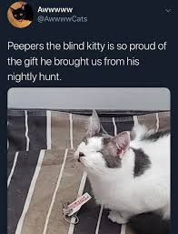 Reddit The Front Page Of The Internet Cute Baby Animals Cute Cat Memes Cute Funny Animals