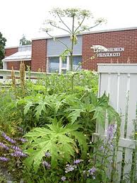 Image result for Heracleum