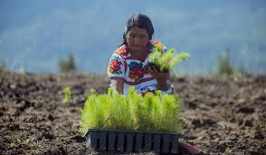 Información de los cultivos principales de la actividad agrícola de méxico, así como de las características de la forma de producción, que realizaron las unidades agrícolas que intervinieron. Agricultura Inteligente Para Protegerse Del Cambio Climatico Planeta Futuro El Pais