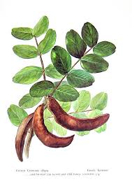 Carob tree — noun evergreen mediterranean tree with edible pods; Carob Tree And Fruit Vintage 1957 Botanical Print With Bible Verse Book Page Botany Drawings Botanical Drawings Tree Illustration