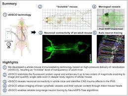 Panoptic vDISCO imaging reveals neuronal connectivity, remote trauma  effects and meningeal vessels in intact transparent mice | bioRxiv